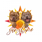 SUNSHINE питомник Американских Булли